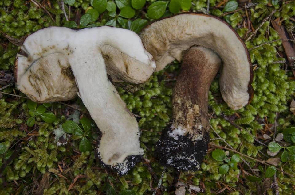 Leccinum ponderosum image