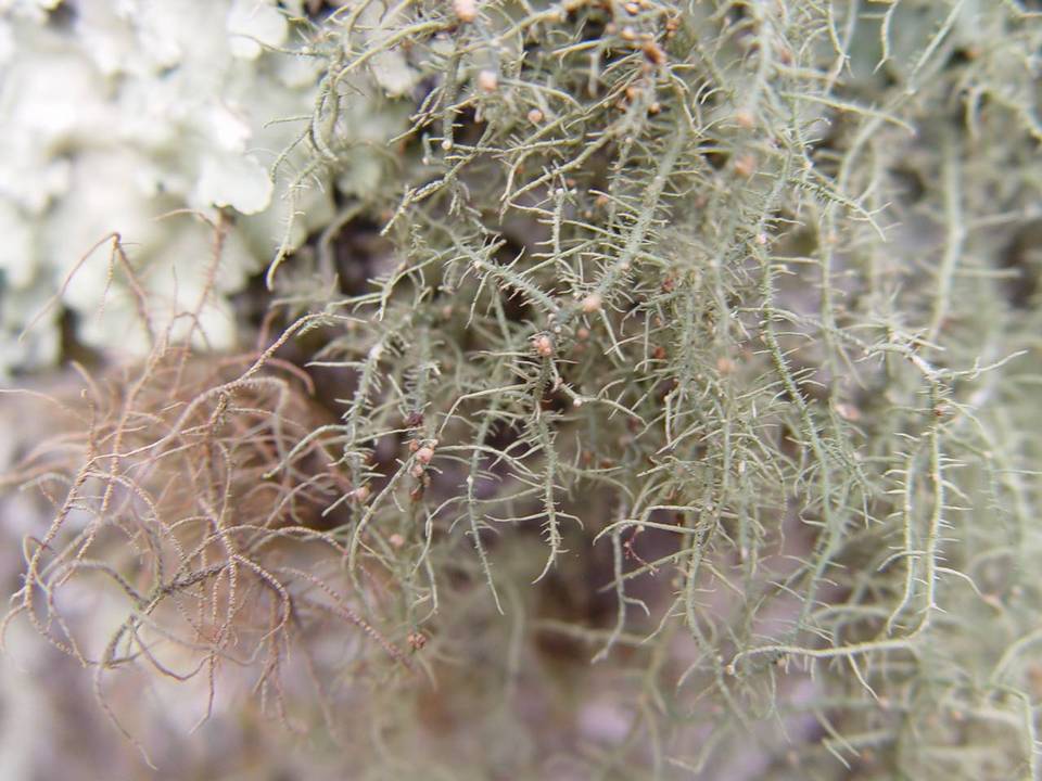 Biatoropsis usnearum image