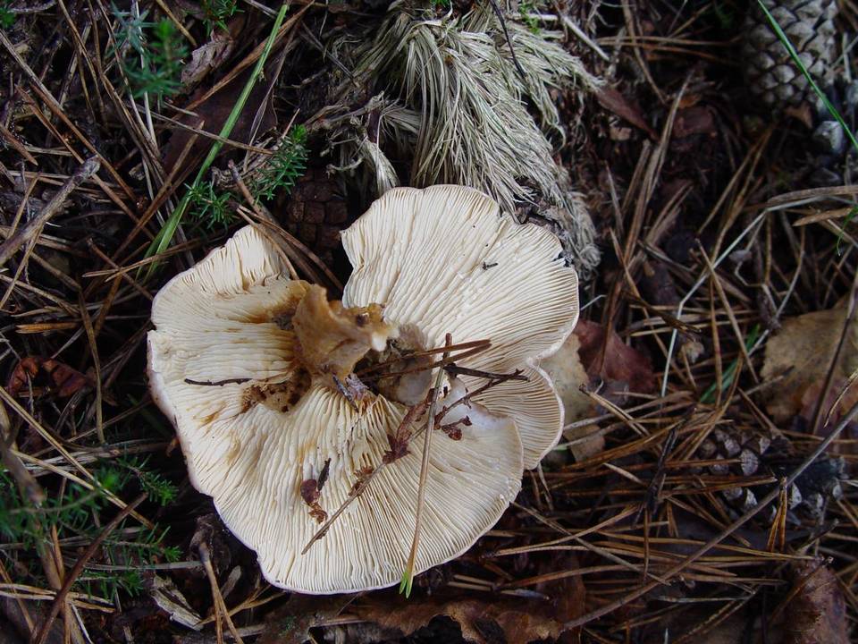 Lactarius hysginus image