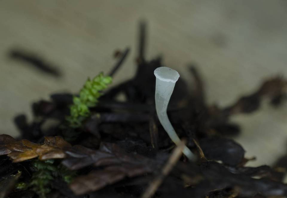 Clavicorona taxophila image