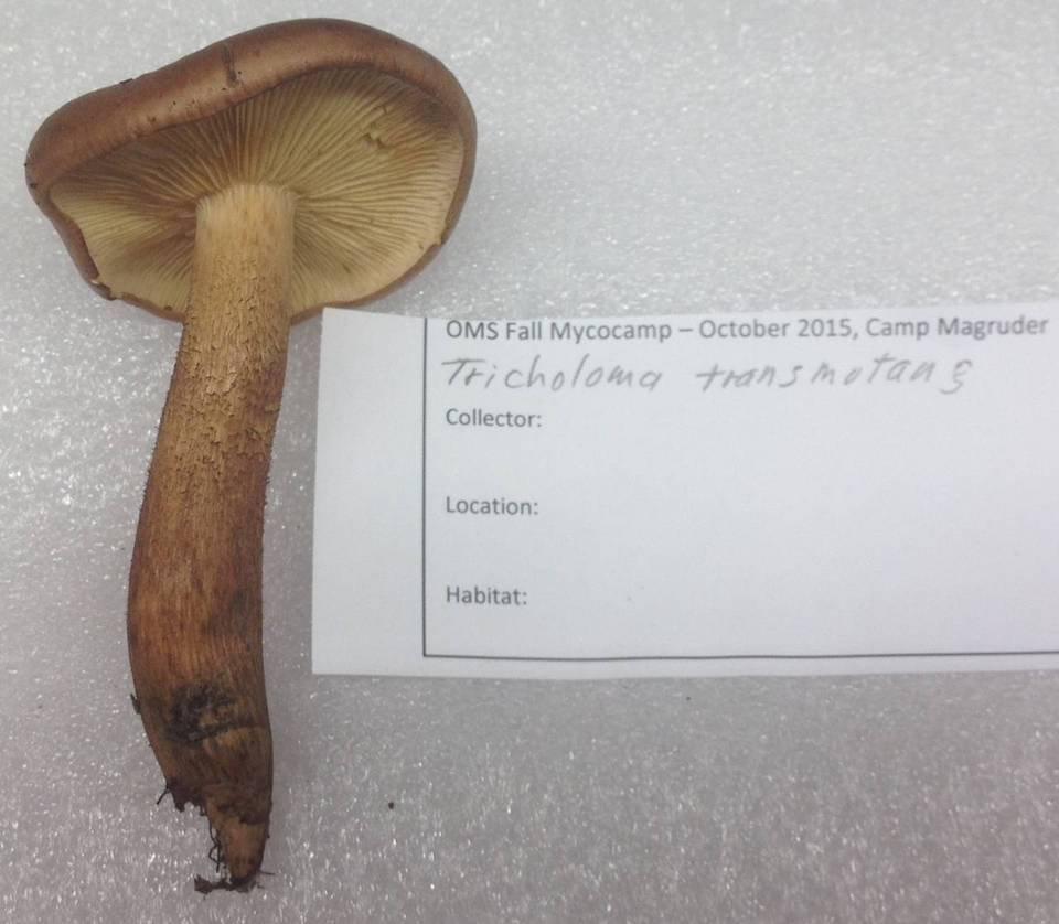 Tricholoma transmutans image