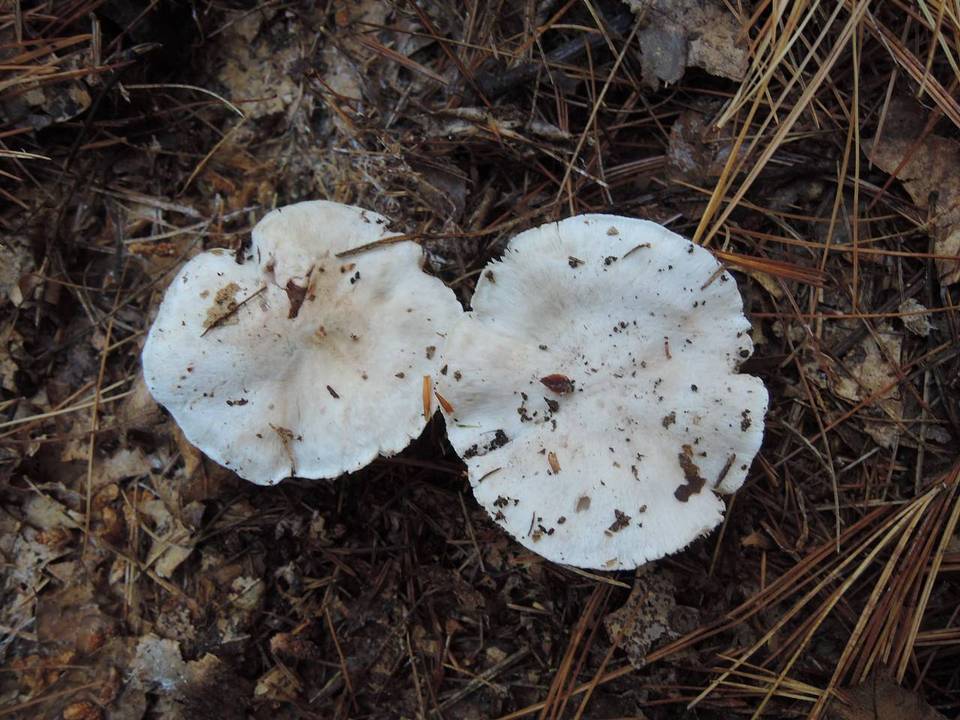 Tricholoma albidum image