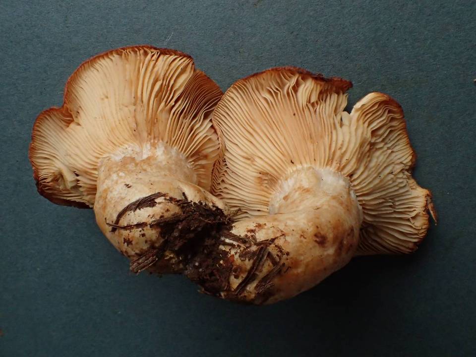 Lactarius olympianus image