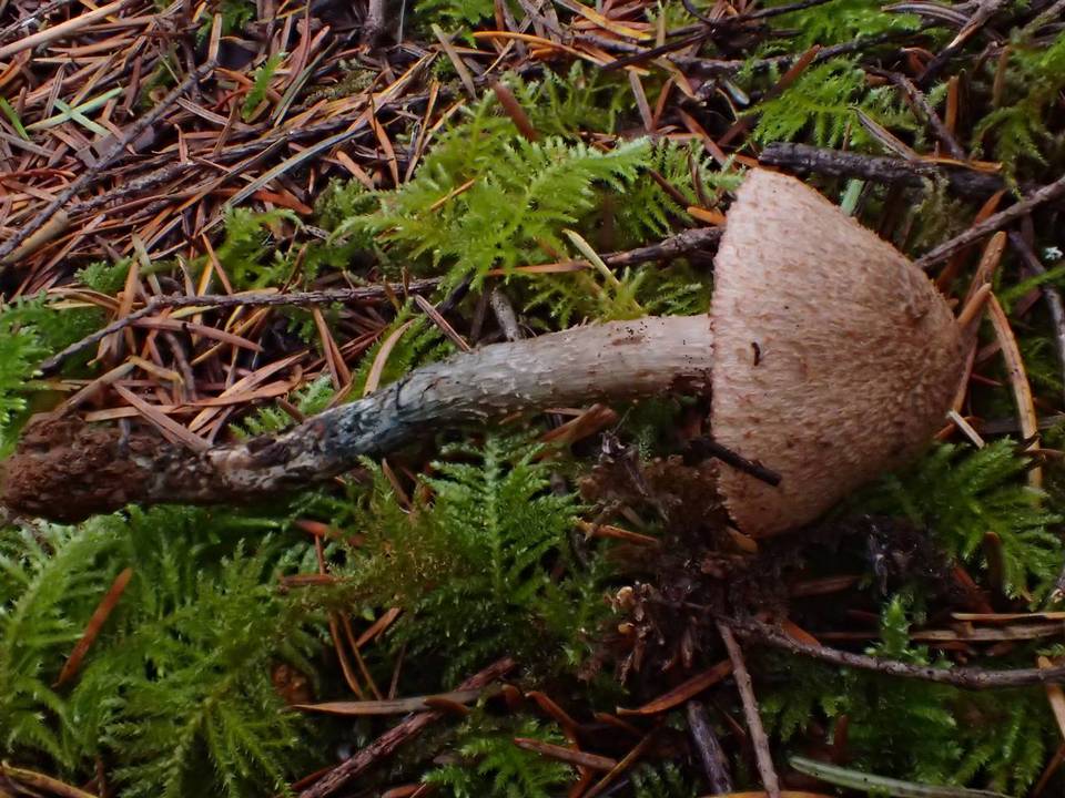 Inocybe mucidiolens image