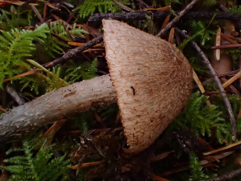 Inocybe mucidiolens image