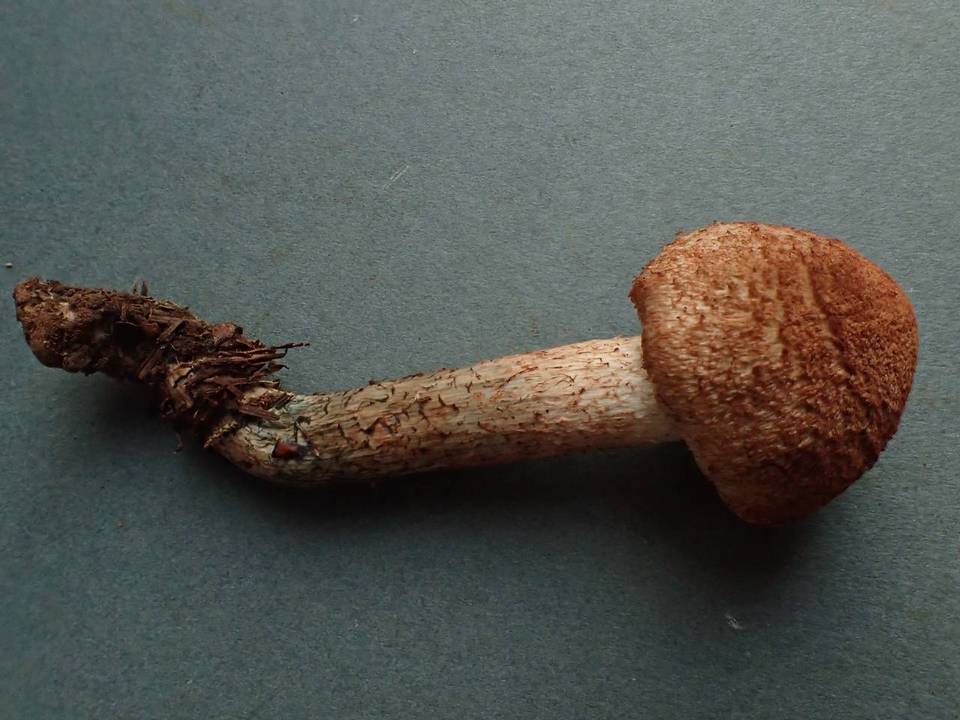 Inocybe mucidiolens image