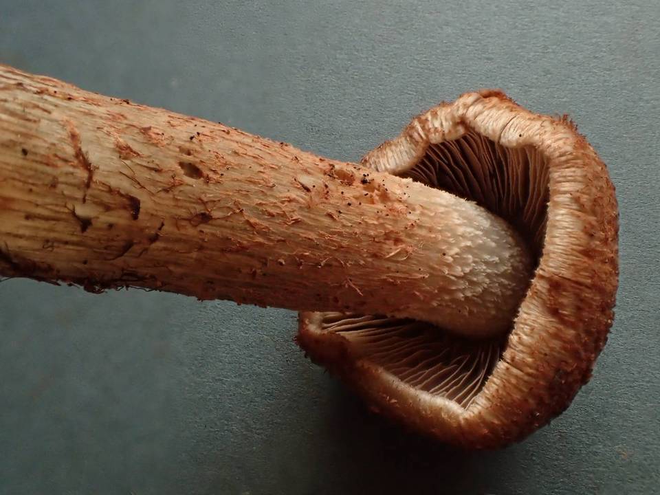 Inocybe mucidiolens image