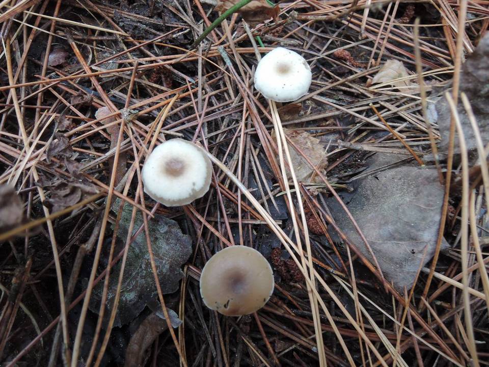 Clitocybe flavidella image