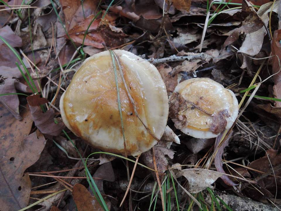 Hygrophorus glutinosus image