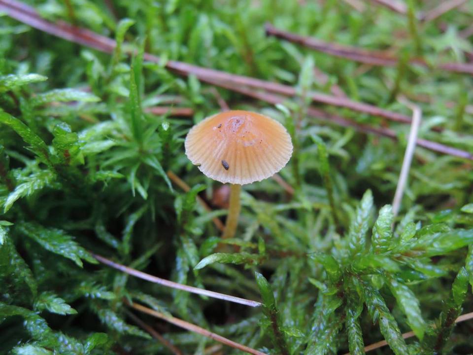 Galerina heterocystis image