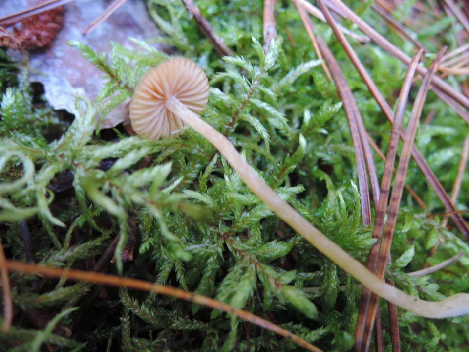 Galerina heterocystis image