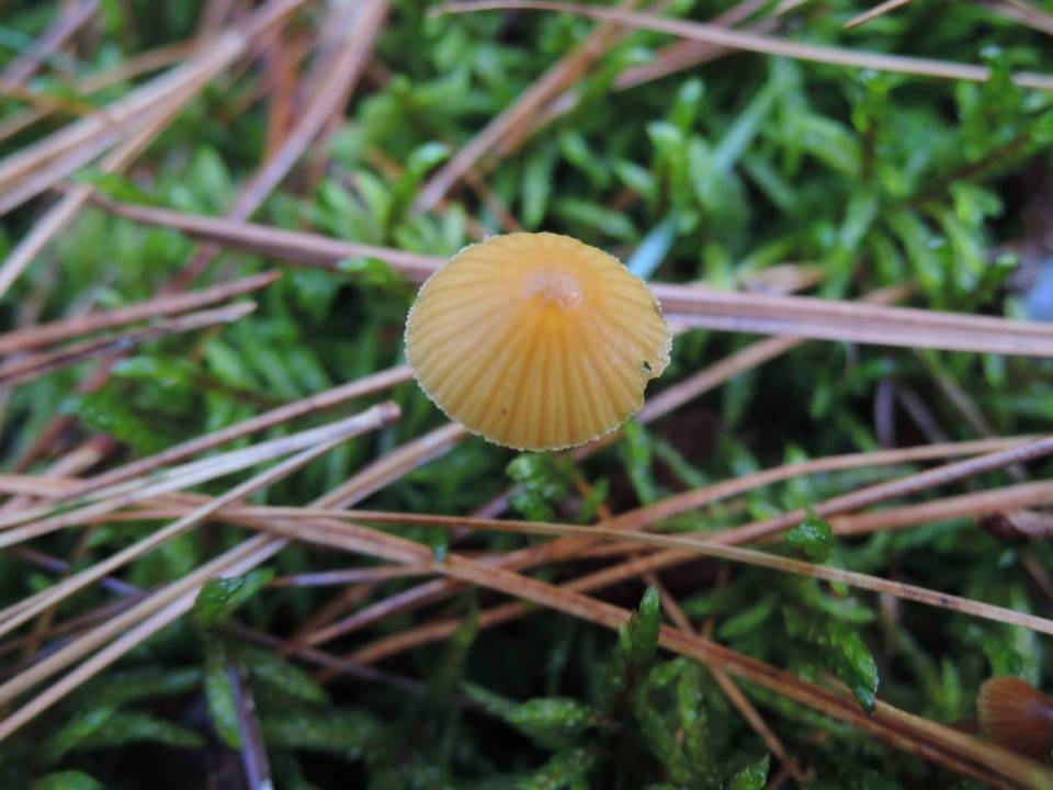 Galerina heterocystis image