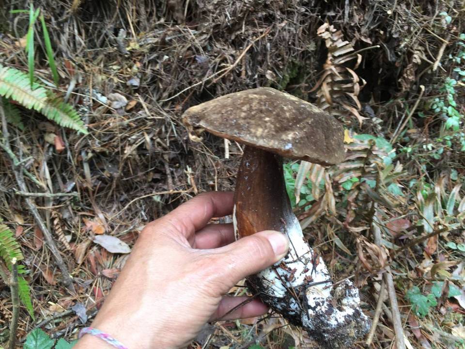 Tylopilus porphyrosporus var. porphyrosporus image