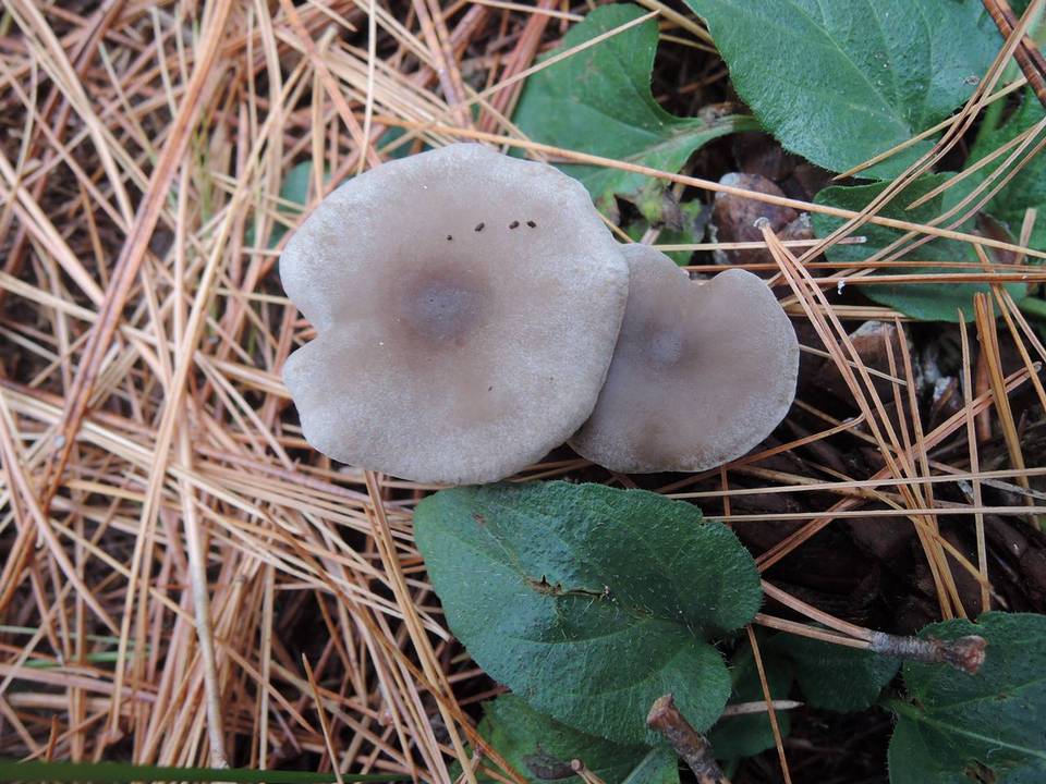 Clitocybe metachroides image