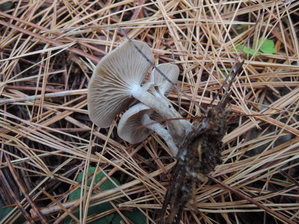 Clitocybe metachroides image