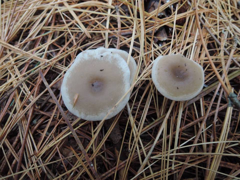 Clitocybe metachroides image