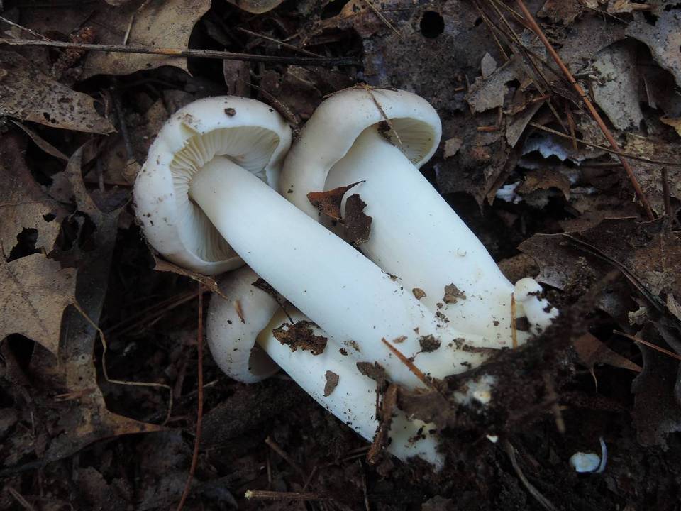 Tricholoma argenteum image