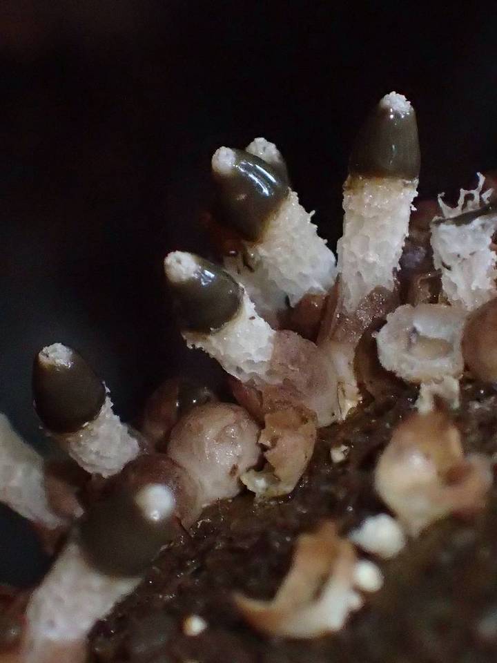 Xylophallus xylogenus image