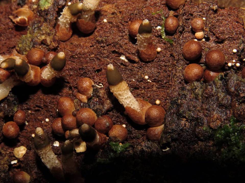 Xylophallus xylogenus image