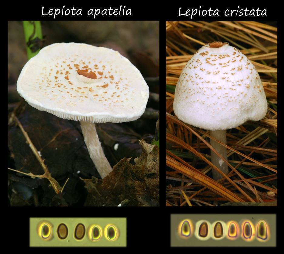Lepiota apatelia image