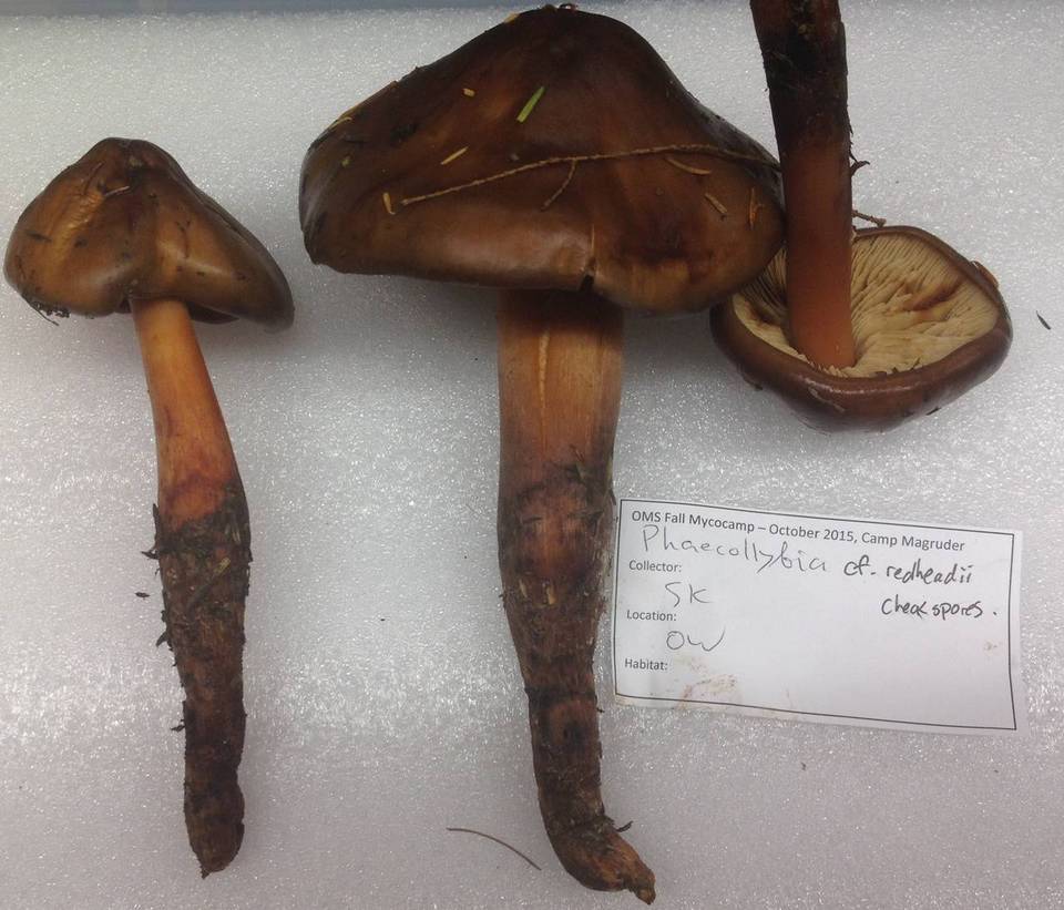 Phaeocollybia redheadii image
