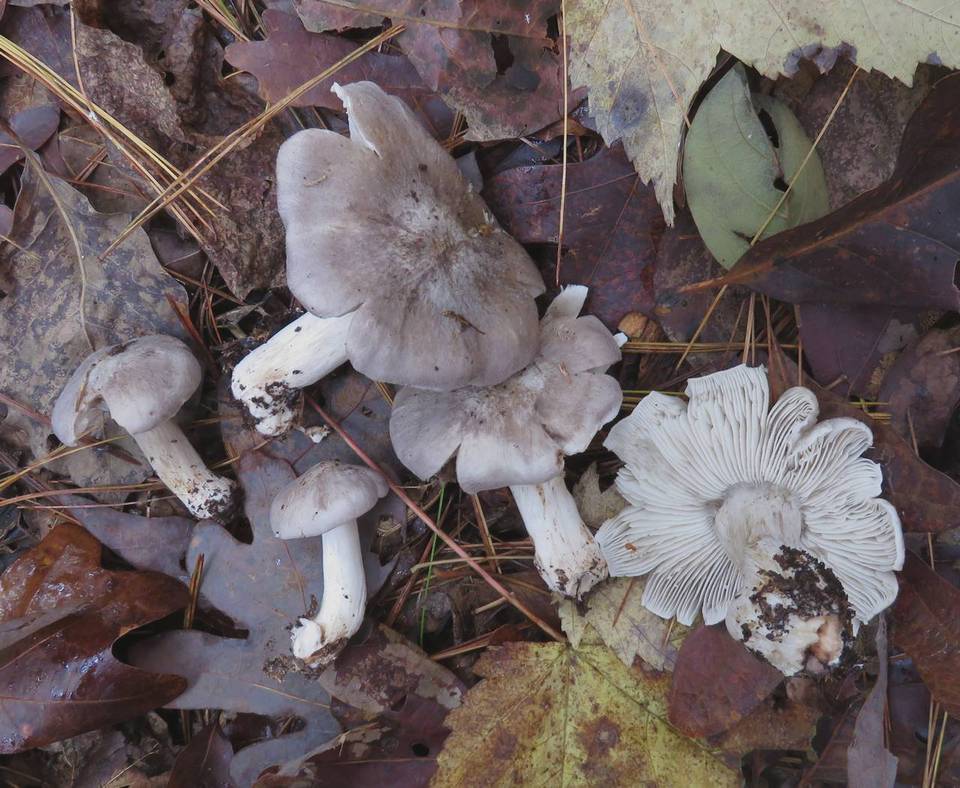 Tricholoma luteomaculosum image