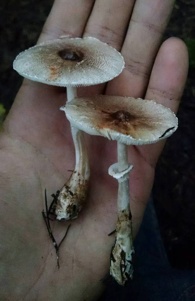 Lepiota flammeatincta image