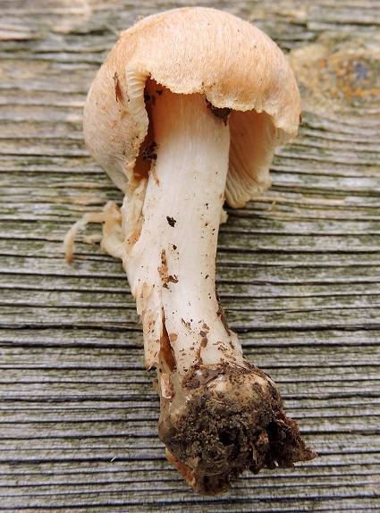 Inocybe cookei image