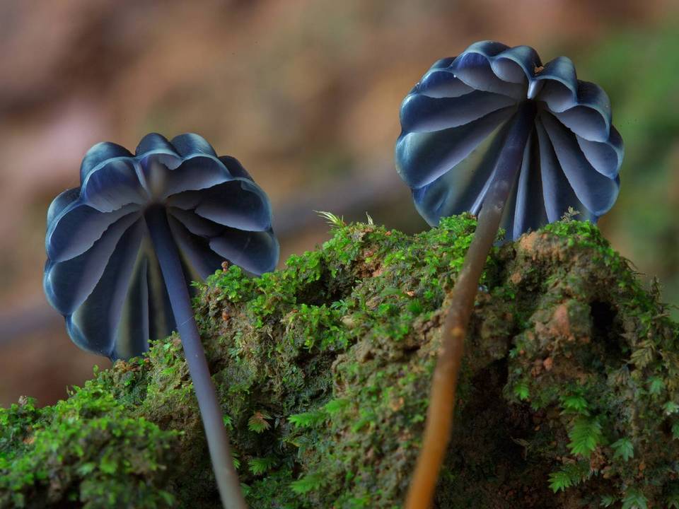 Marasmius purpureostriatus image