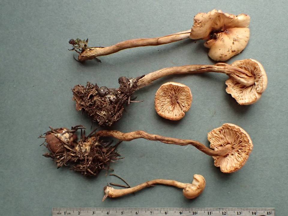 Hebeloma syrjense image