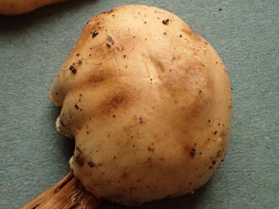 Hebeloma syrjense image