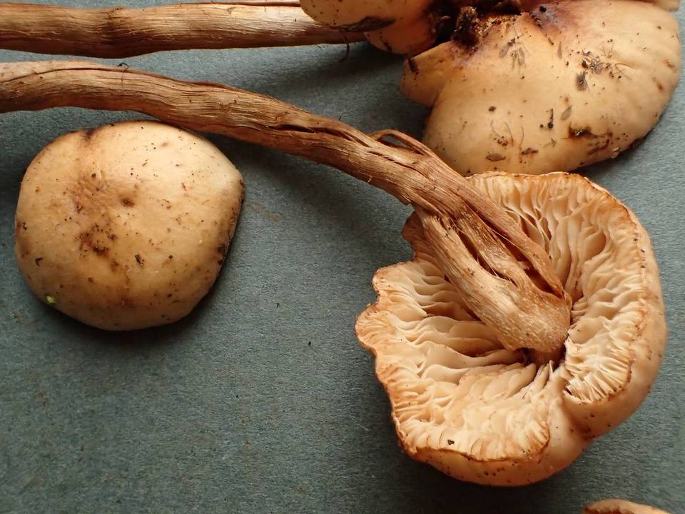 Hebeloma syrjense image
