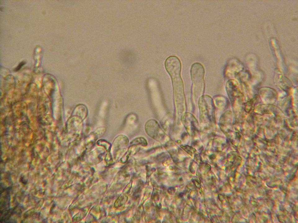Hebeloma syrjense image