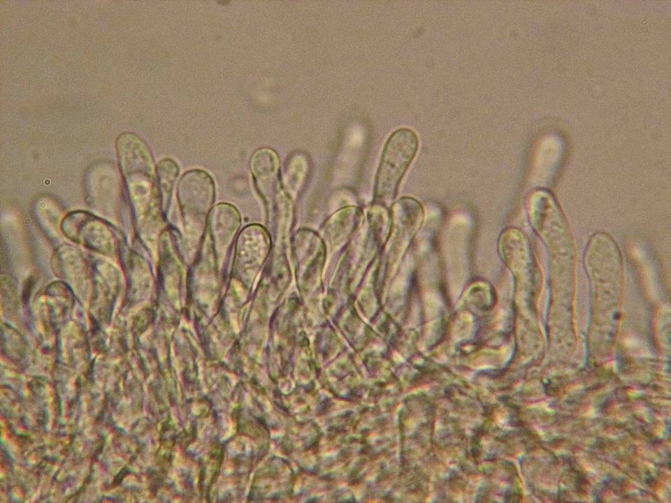 Hebeloma syrjense image