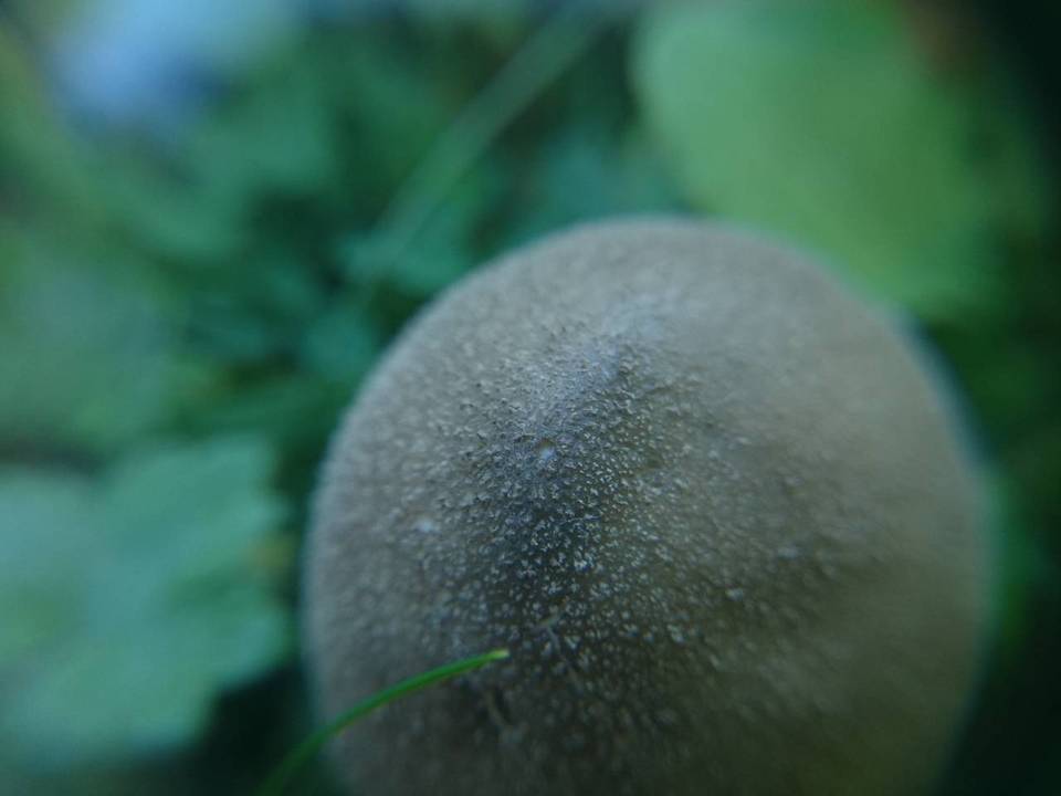 Lycoperdon lividum image