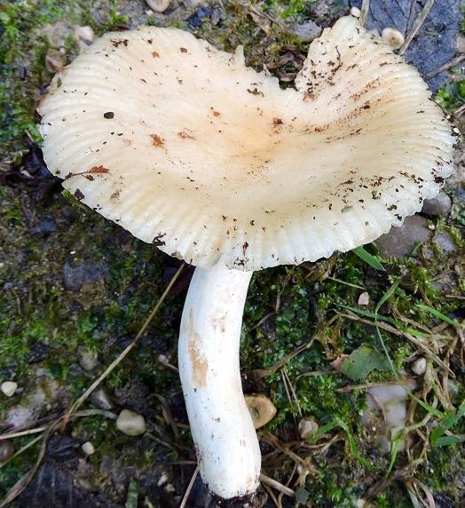 Russula farinipes image