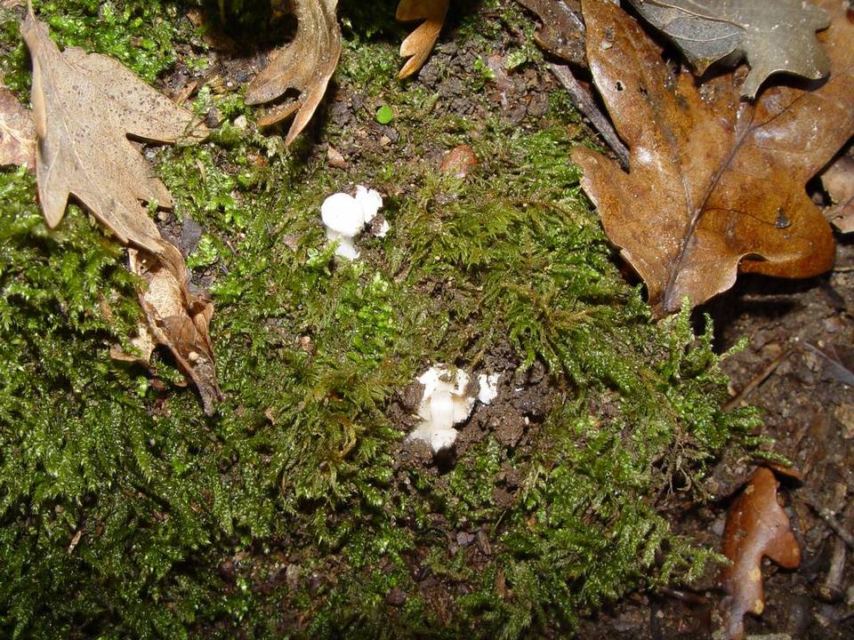 Amanita torrendii image