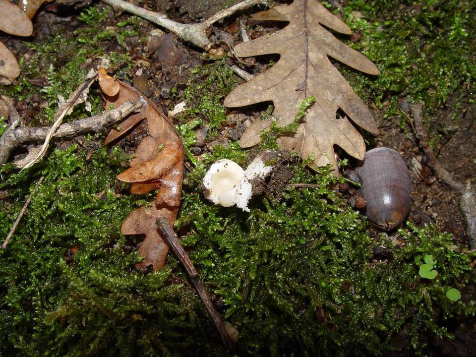 Amanita torrendii image