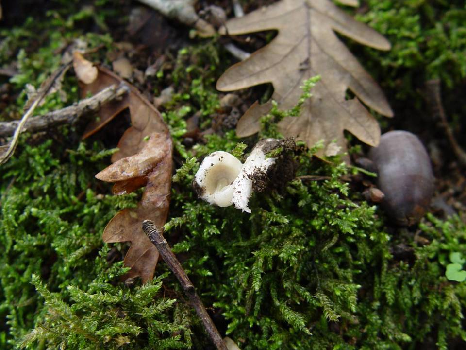 Amanita torrendii image