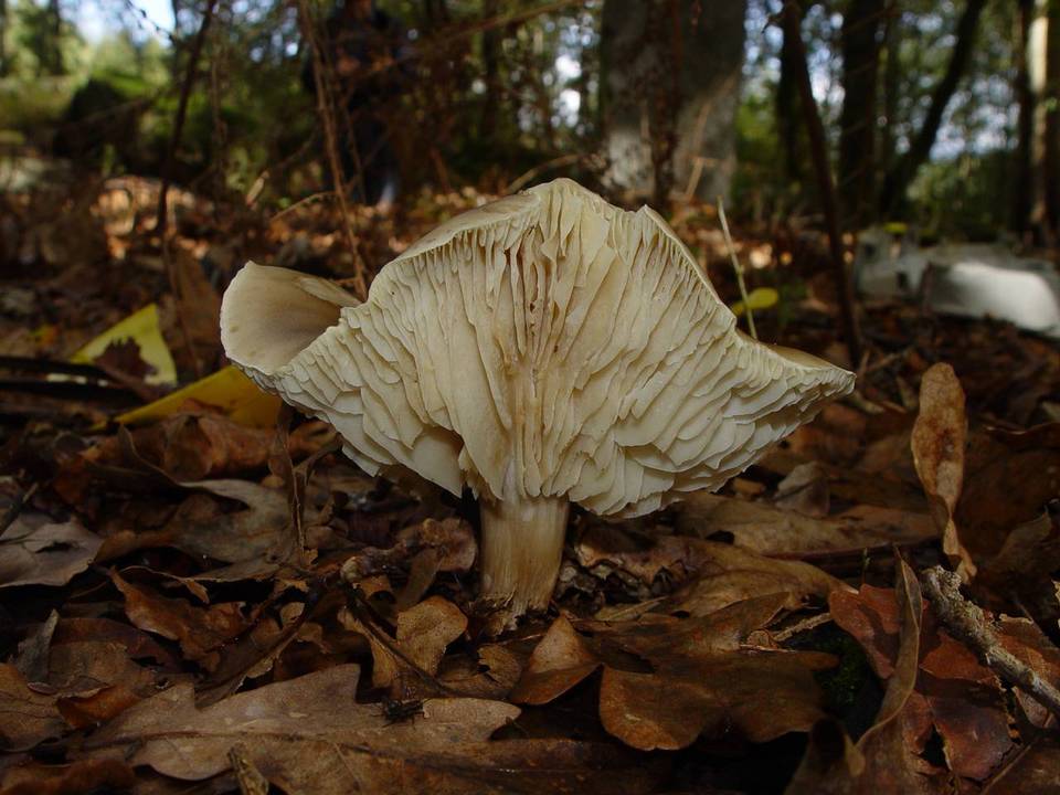 Tricholoma sudum image