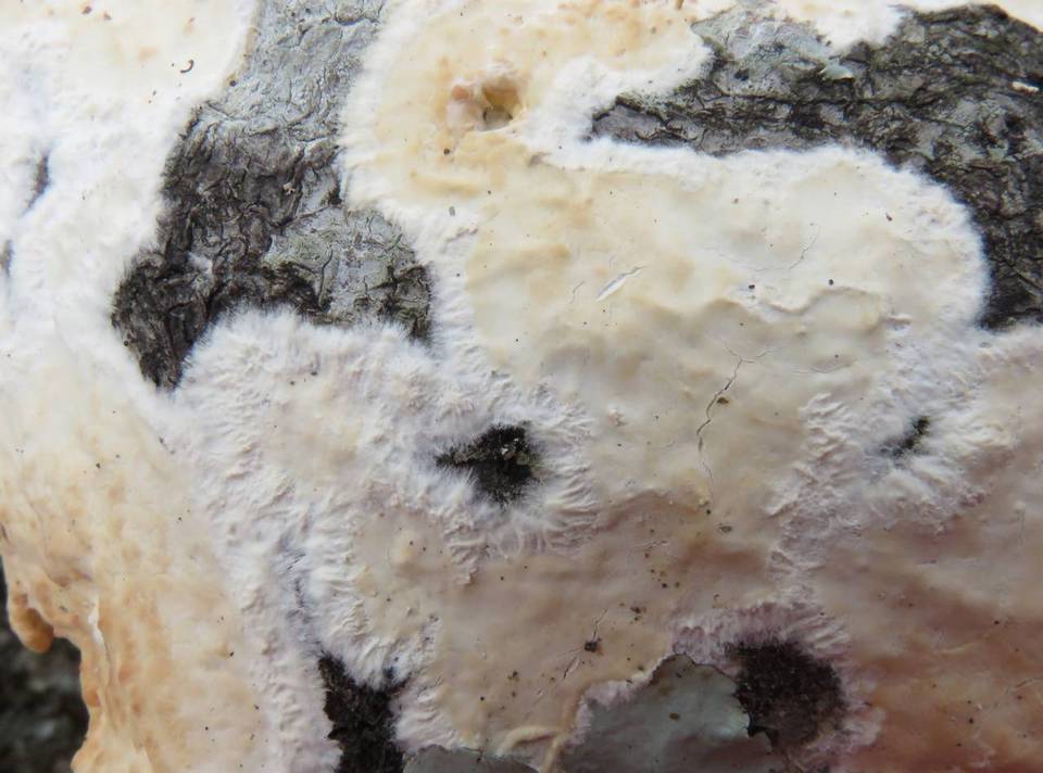 Phanerochaete sordida image
