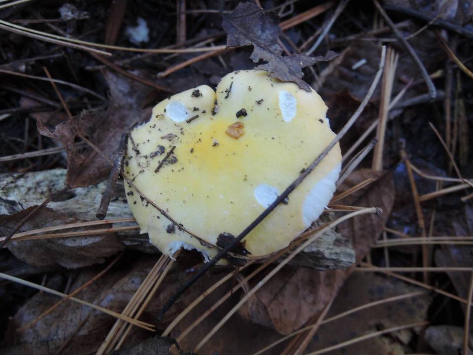Russula acetolens image