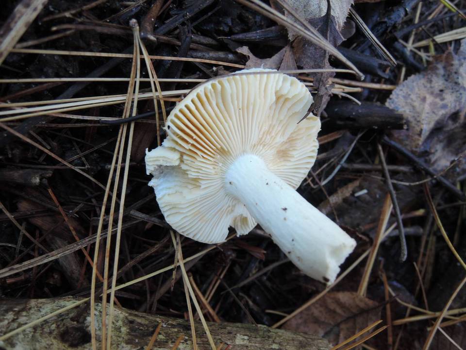 Russula acetolens image