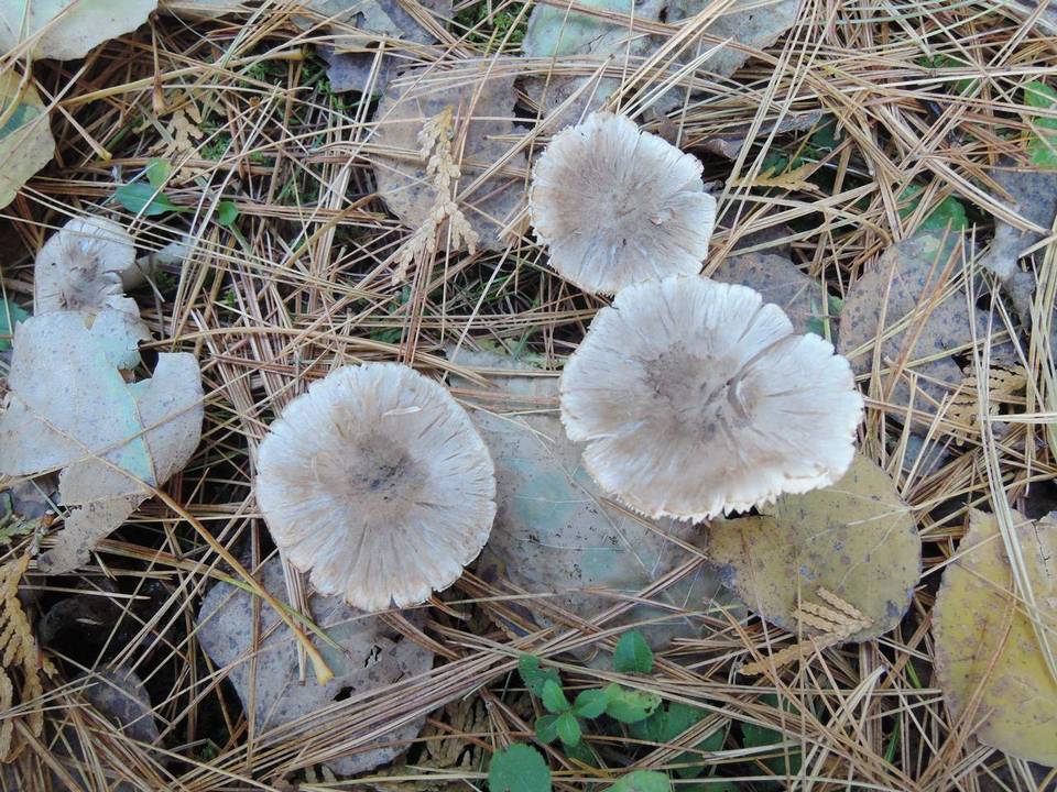 Tricholoma orirubens image