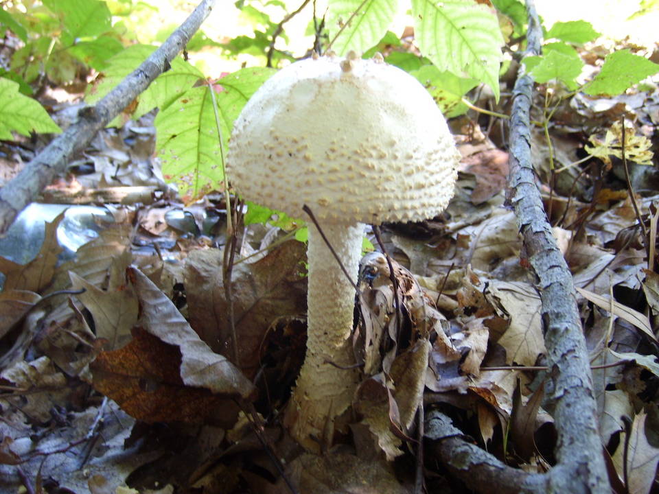 Amanita ravenelii image