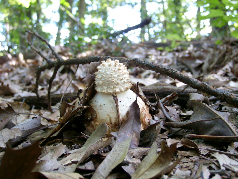 Amanita ravenelii image