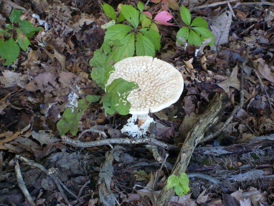 Amanita ravenelii image
