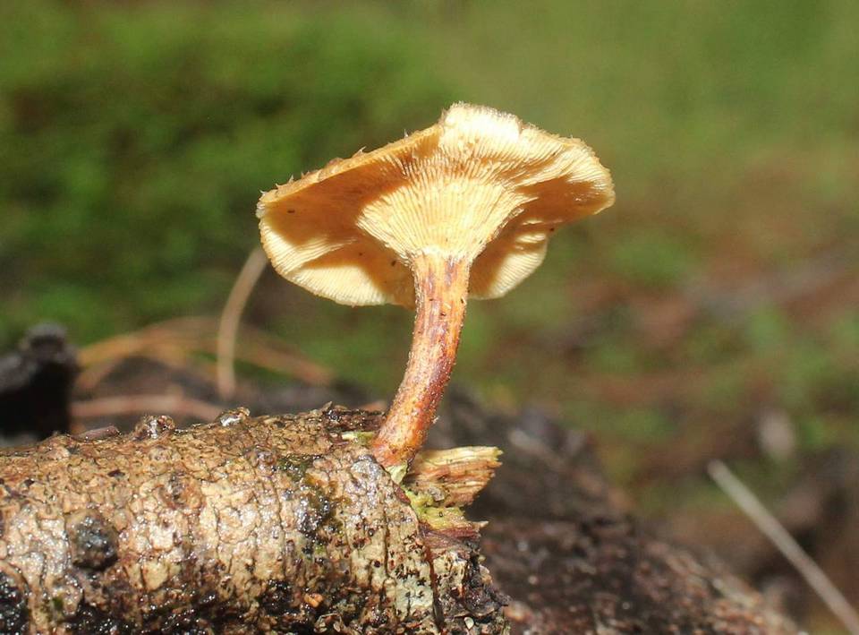 Lentinus ciliatus image