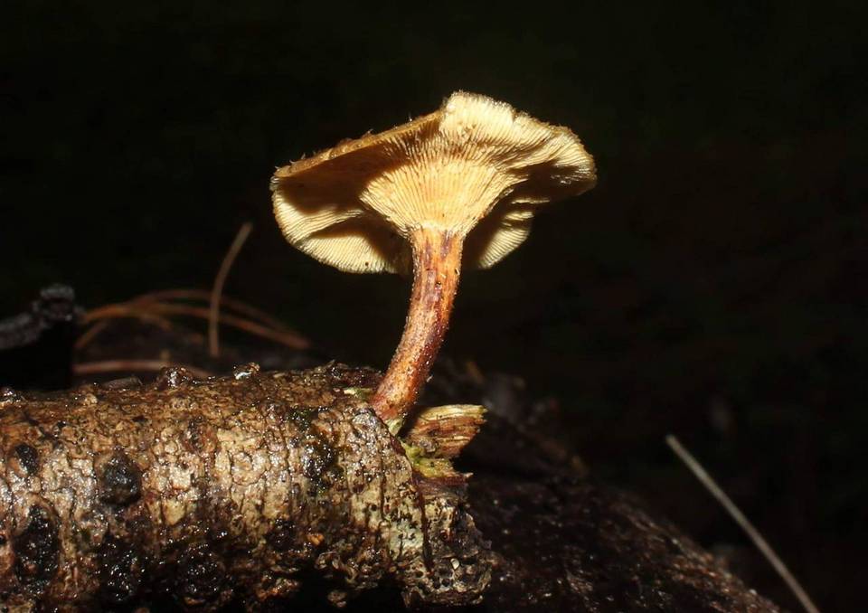 Lentinus ciliatus image