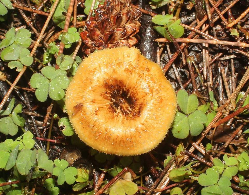 Lentinus ciliatus image